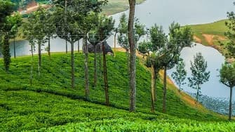 Munnar Honeymoon Package  3