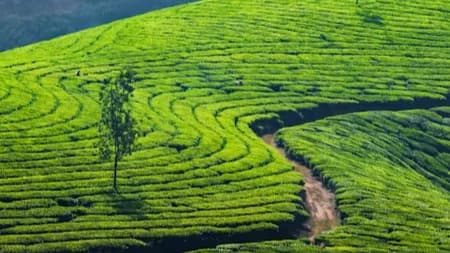 Munnar Honeymoon Package 