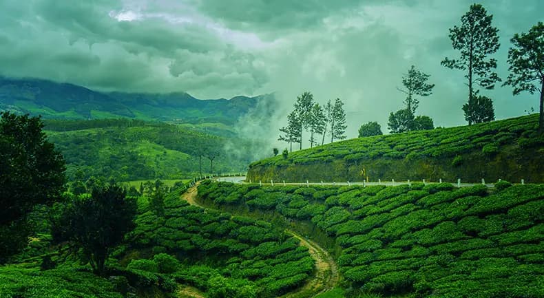 Munnar & Thekkady Hill Station Tour